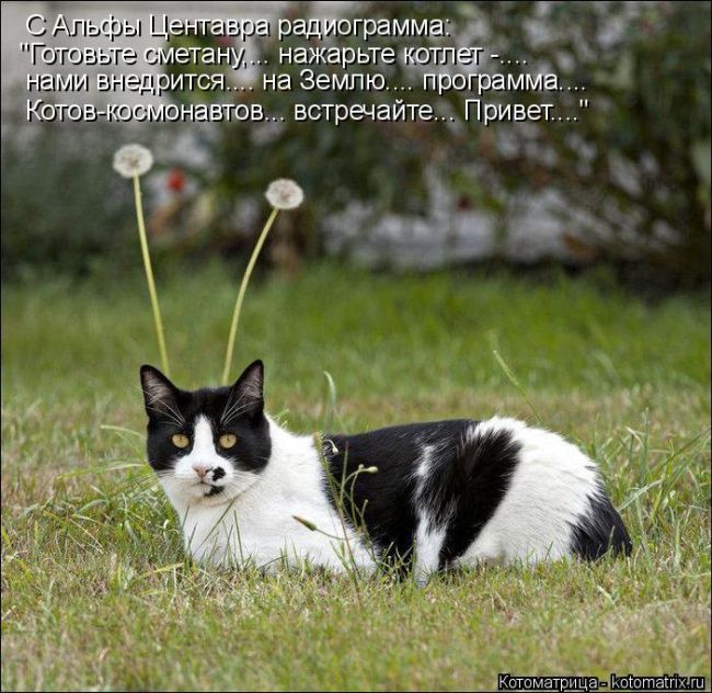 Лучшие котоматрицы недели