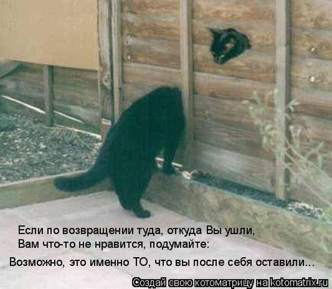 Лучшие котоматрицы недели