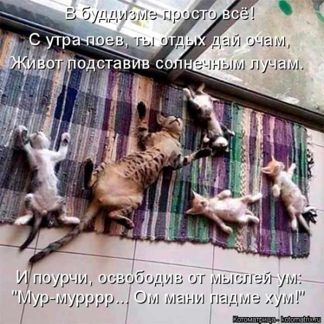 Лучшие котоматрицы недели