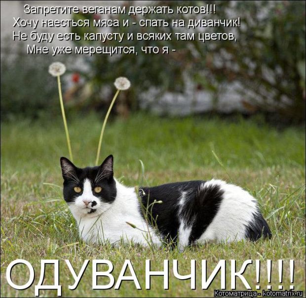 Лучшие котоматрицы недели