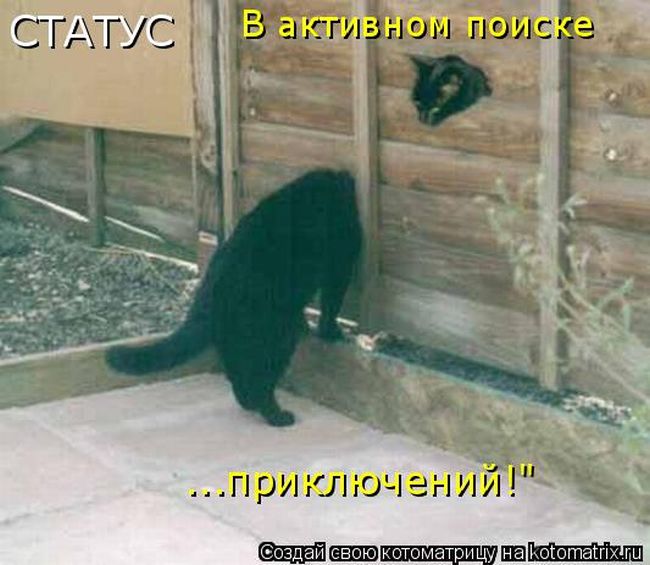 Лучшие котоматрицы недели