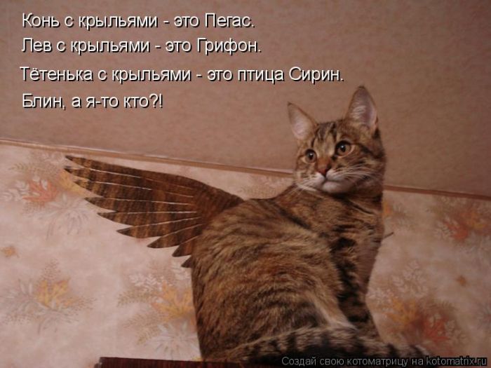 Лучшие котоматрицы недели