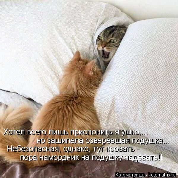 Лучшие котоматрицы недели