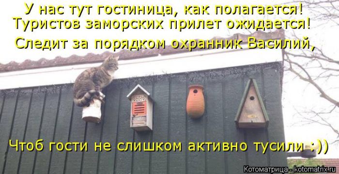 Лучшие котоматрицы недели