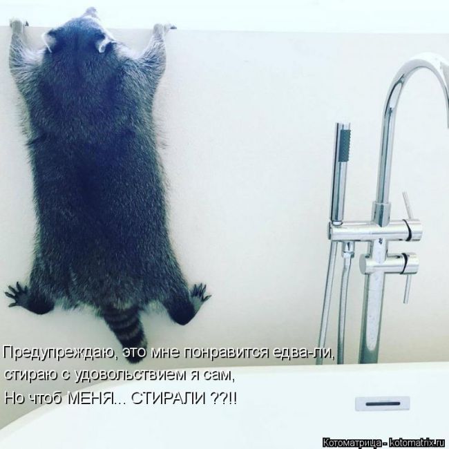 Лучшие котоматрицы недели