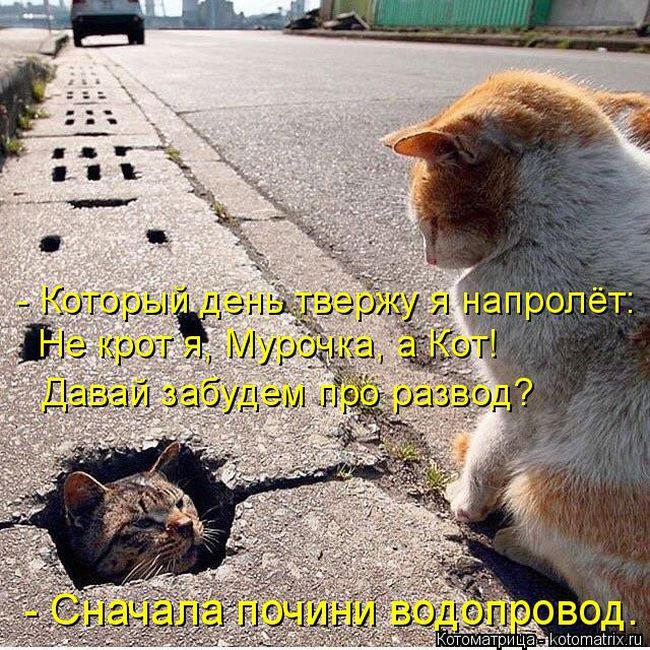 Лучшие котоматрицы недели