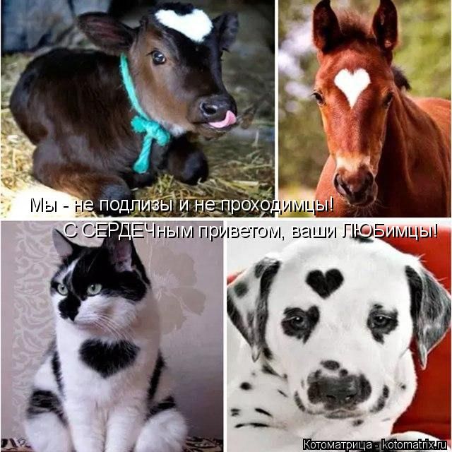 Лучшие котоматрицы недели