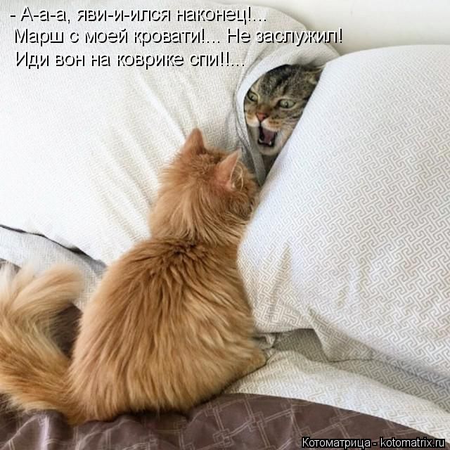 Лучшие котоматрицы недели