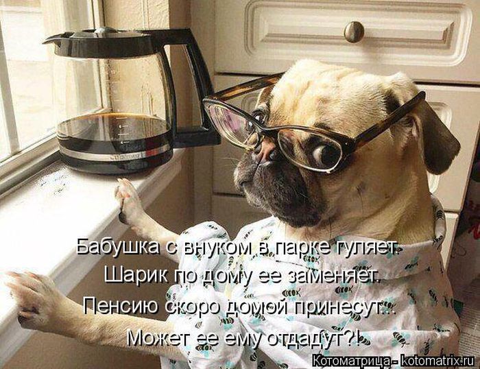Лучшие котоматрицы недели