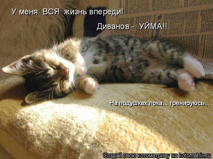 Лучшие котоматрицы недели