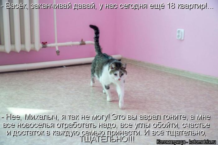 Лучшие котоматрицы недели