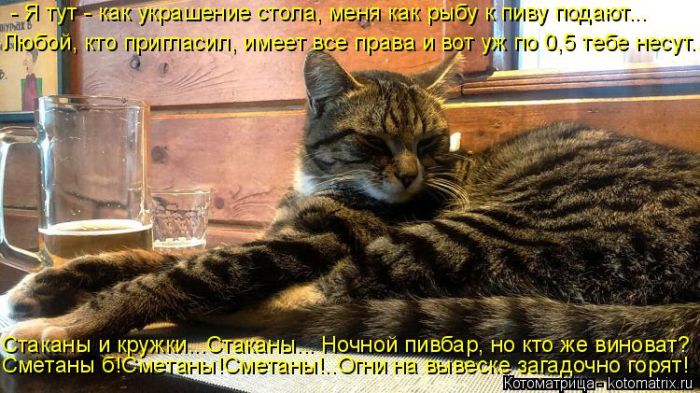 Лучшие котоматрицы недели