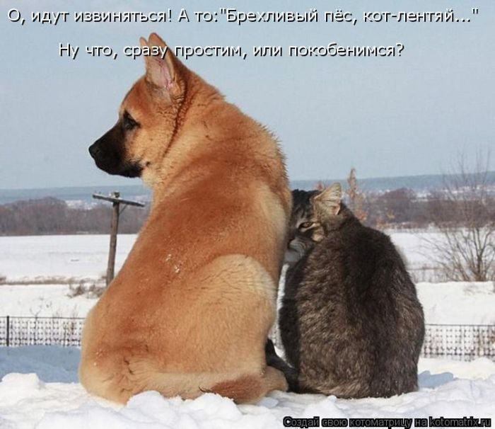Лучшие котоматрицы недели