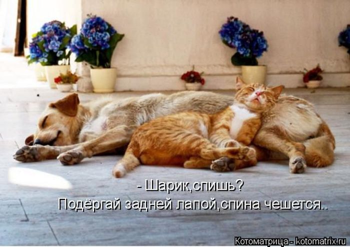 Лучшие котоматрицы недели