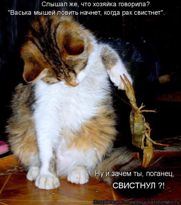 Лучшие котоматрицы недели