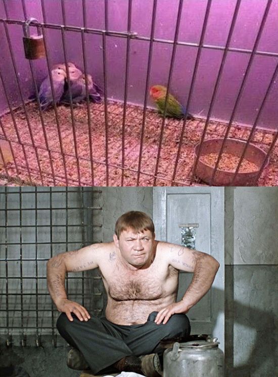 Прикольные картинки