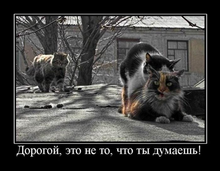 Демотиваторы