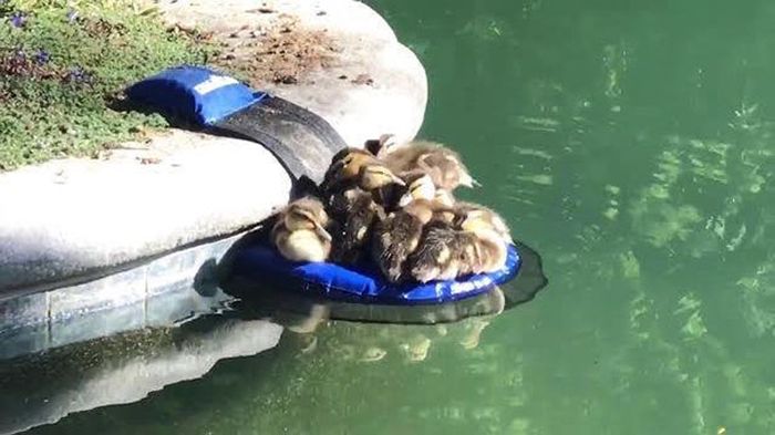 Это изобретение заботится о животных, застрявших в водоемах