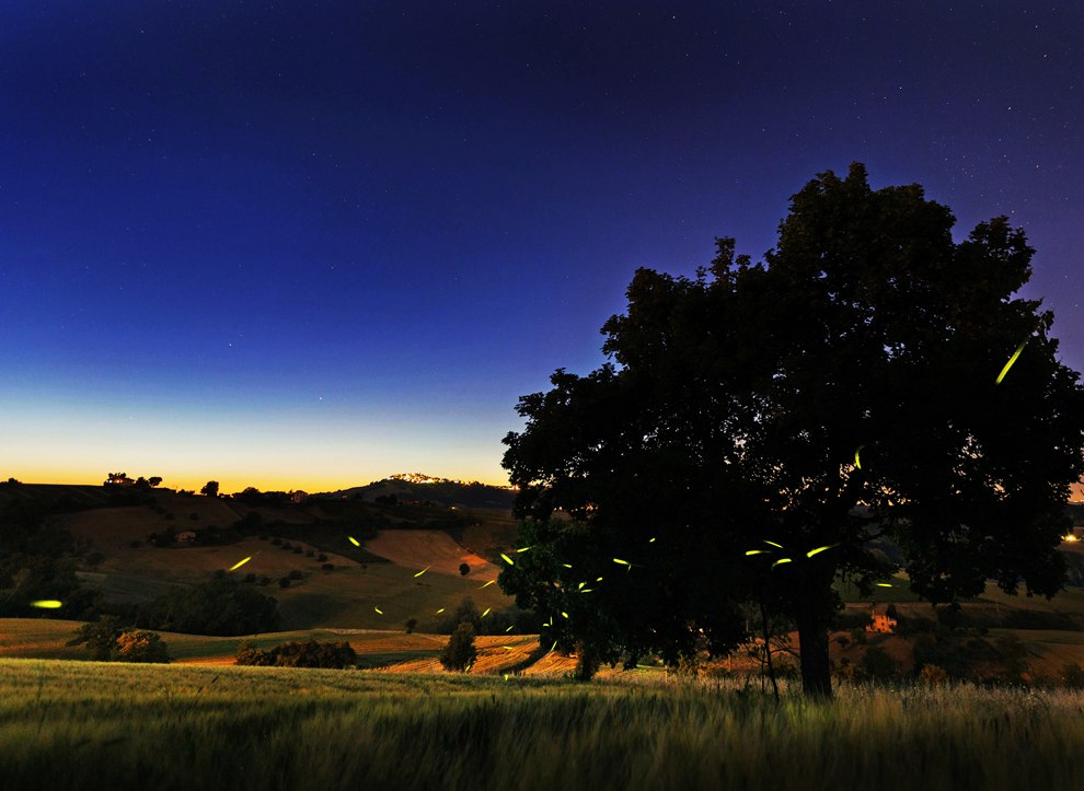 Светлячки Светлячки