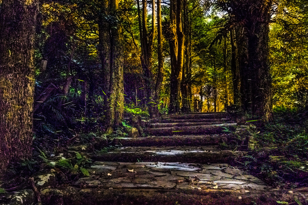 Светлячки Светлячки