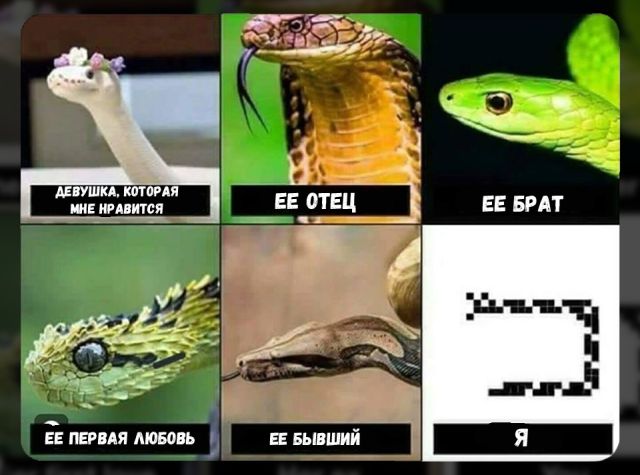 Прикольные картинки
