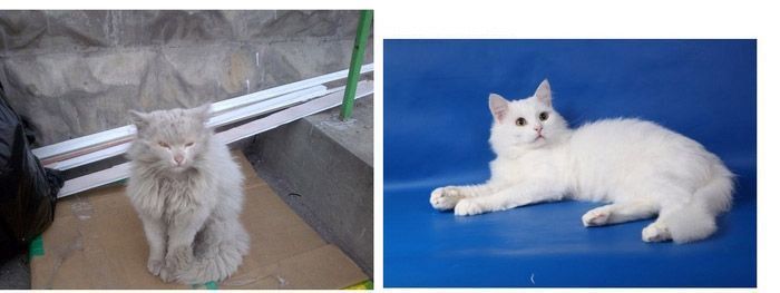 Спасённые коты