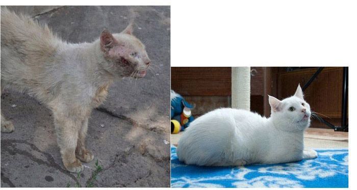 Спасённые коты