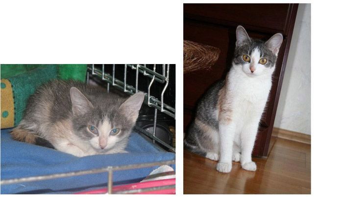 Спасённые коты