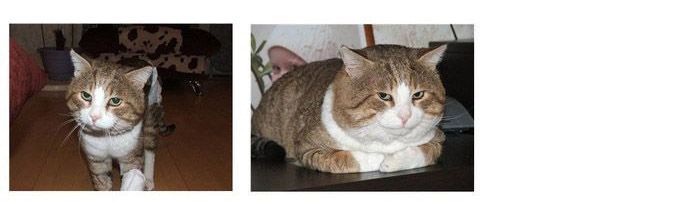 Спасённые коты