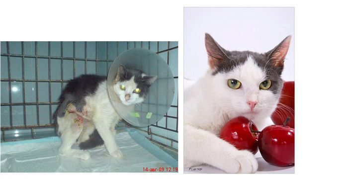 Спасённые коты