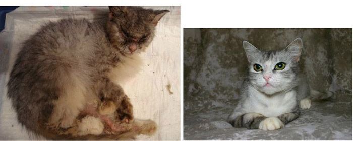Спасённые коты