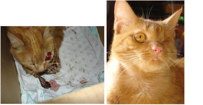 Спасённые коты