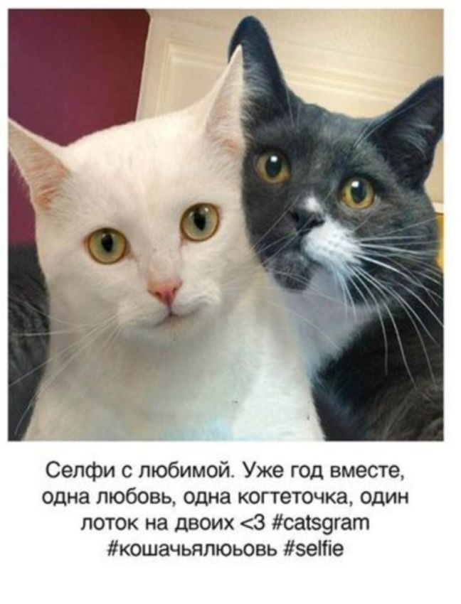 Как бы выглядел кошачий инстаграм Как бы выглядел кошачий инстаграм