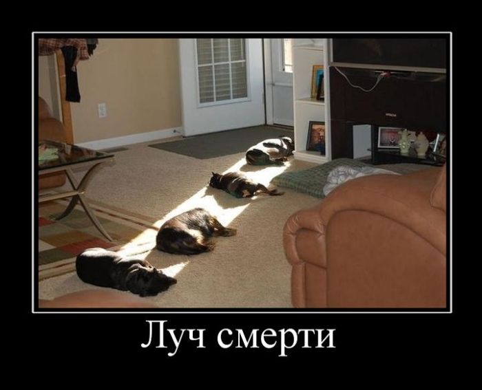 Демотиваторы