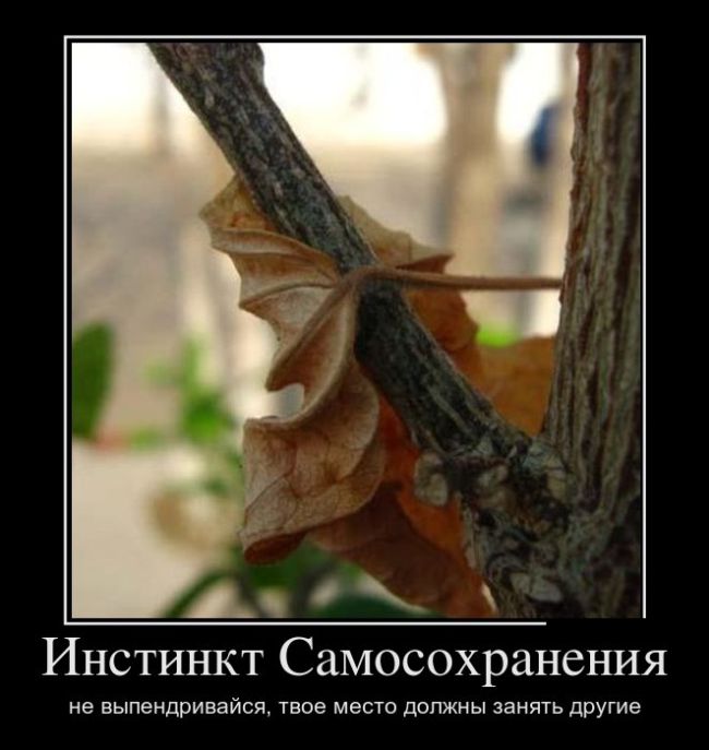 Демотиваторы