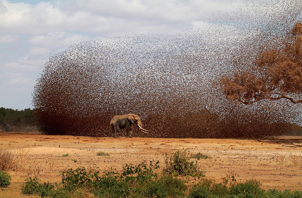 Лучшее с конкурса фотографии National Geographic 2012 Лучшее с конкурса фотографии National Geographic 2012
