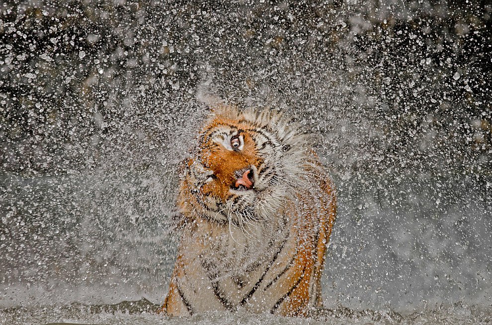 Лучшее с конкурса фотографии National Geographic 2012 Лучшее с конкурса фотографии National Geographic 2012