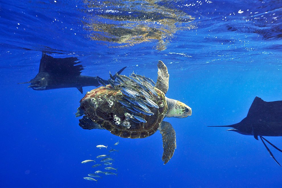 Лучшее с конкурса фотографии National Geographic 2012 Лучшее с конкурса фотографии National Geographic 2012