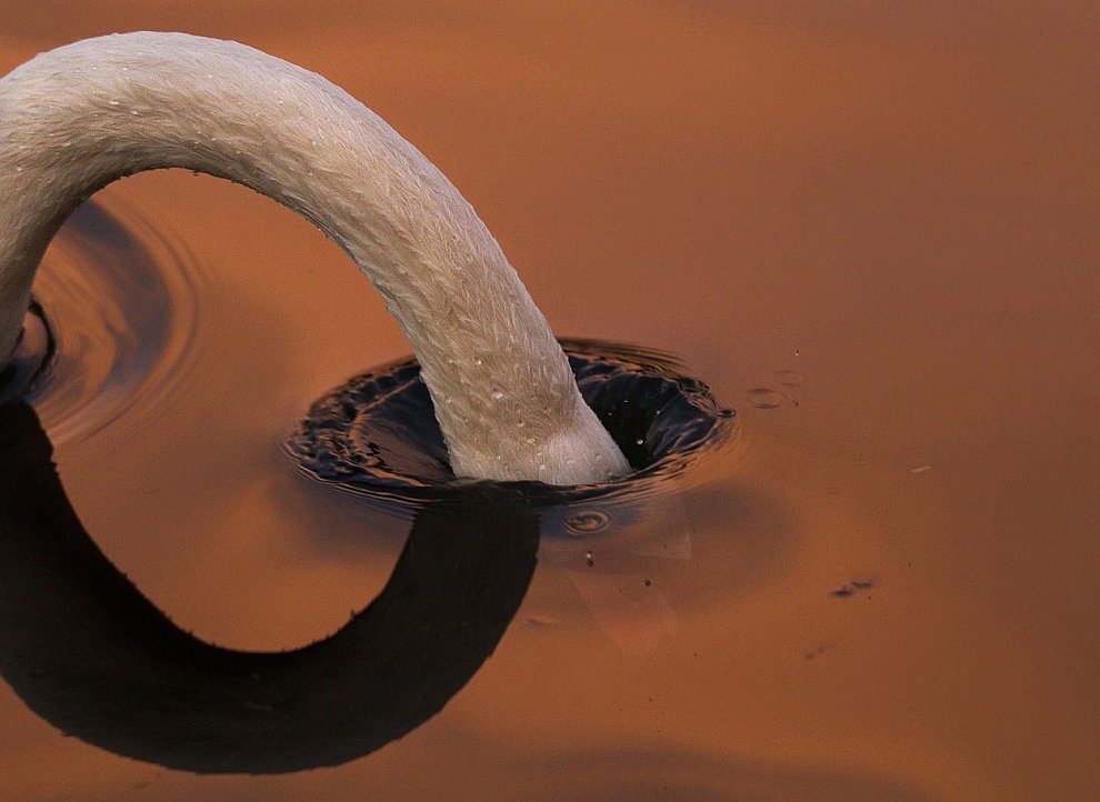 Лучшее с конкурса фотографии National Geographic 2012 Лучшее с конкурса фотографии National Geographic 2012