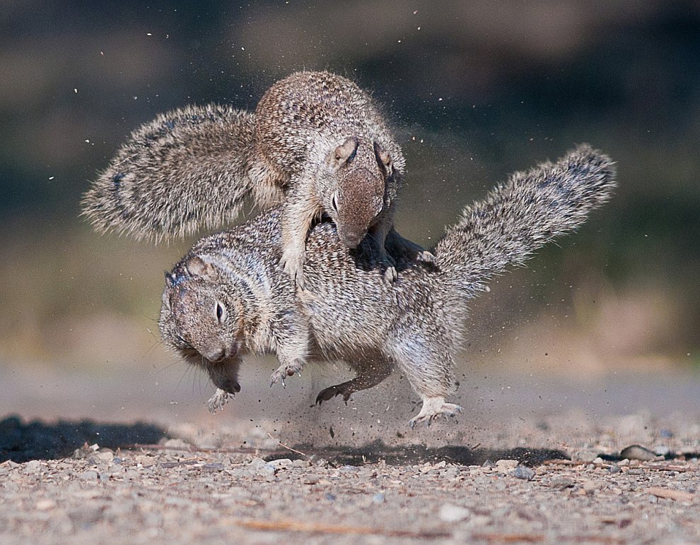 Лучшее с конкурса фотографии National Geographic 2012 Лучшее с конкурса фотографии National Geographic 2012