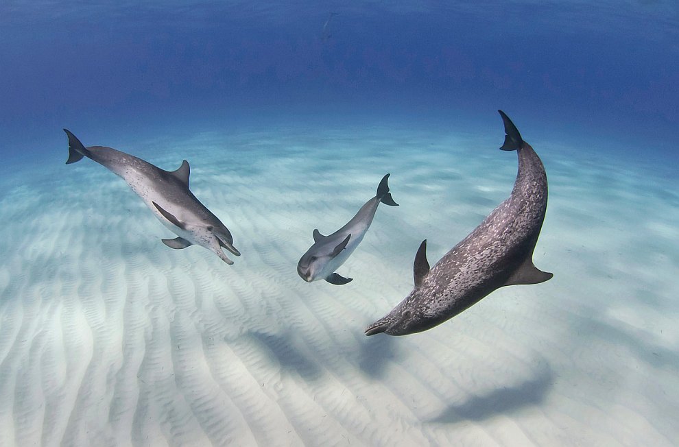 Лучшее с конкурса фотографии National Geographic 2012 Лучшее с конкурса фотографии National Geographic 2012