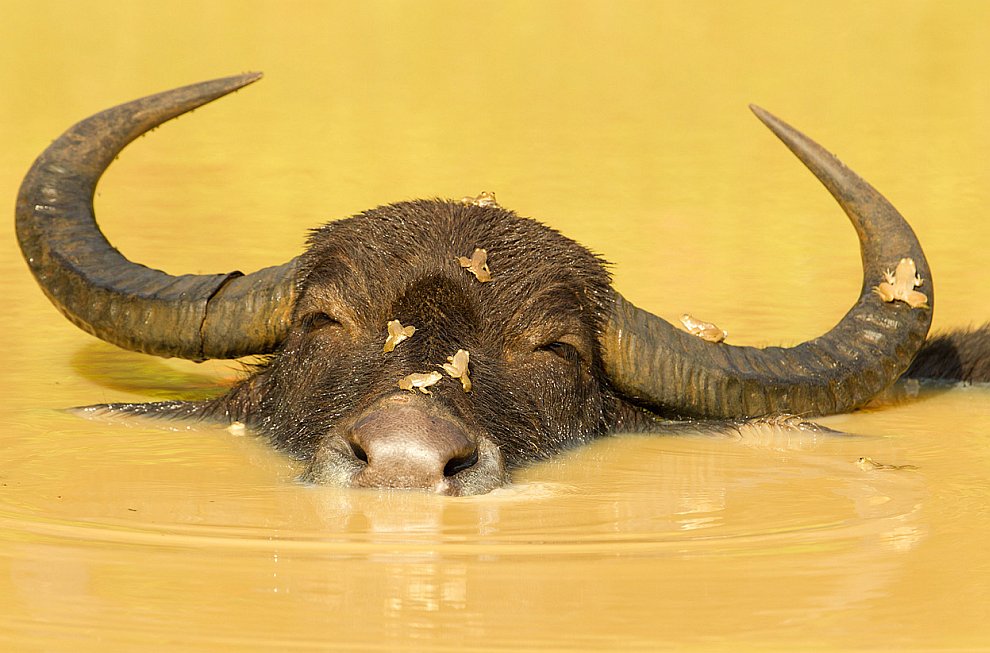 Лучшее с конкурса фотографии National Geographic 2012 Лучшее с конкурса фотографии National Geographic 2012