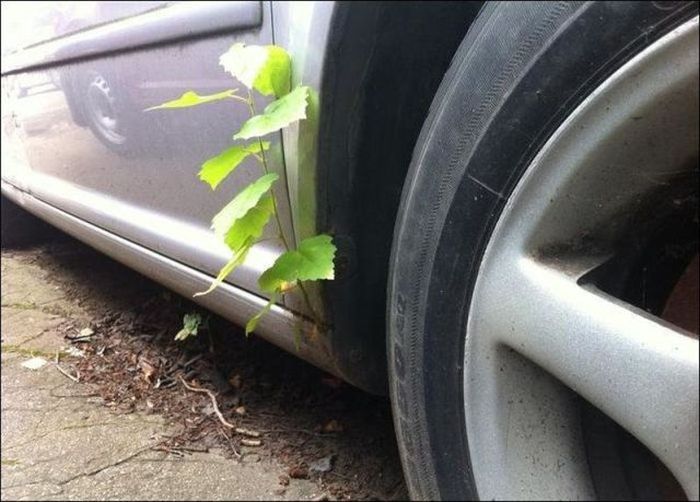 Прикольные картинки