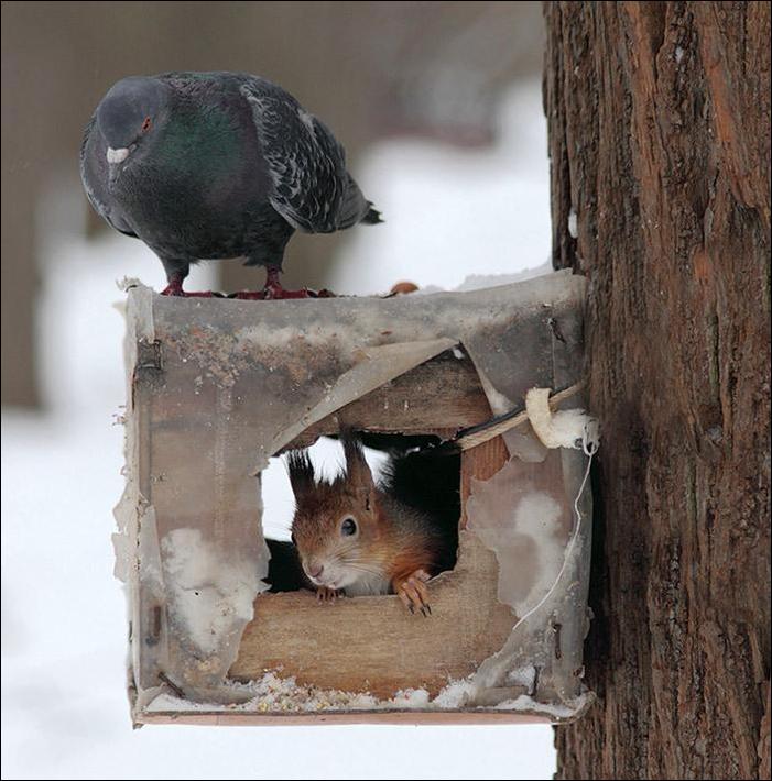 Кучка картинок