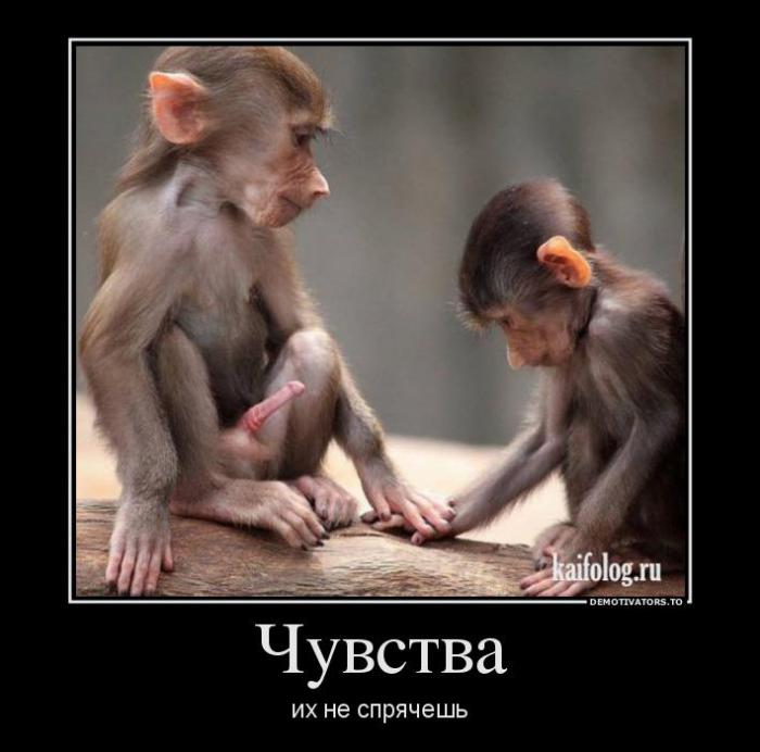 Демотиваторы