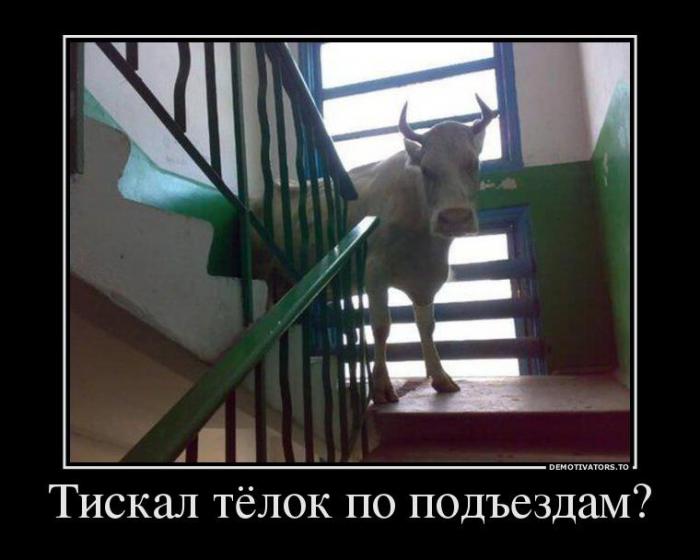 Демотиваторы