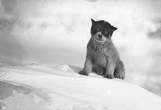 Самые впечатляющие фотографии Антарктиды начала 20 века