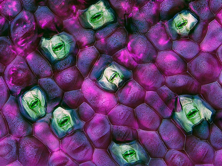 Лучшие фотографии с конкурса Nikon Small World Лучшие фотографии с конкурса Nikon Small World