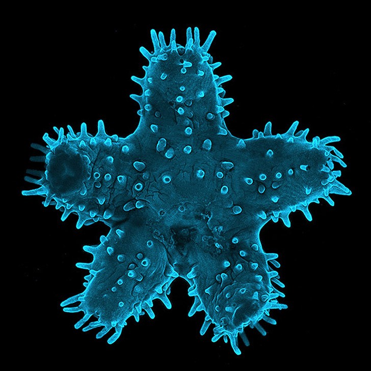 Лучшие фотографии с конкурса Nikon Small World Лучшие фотографии с конкурса Nikon Small World