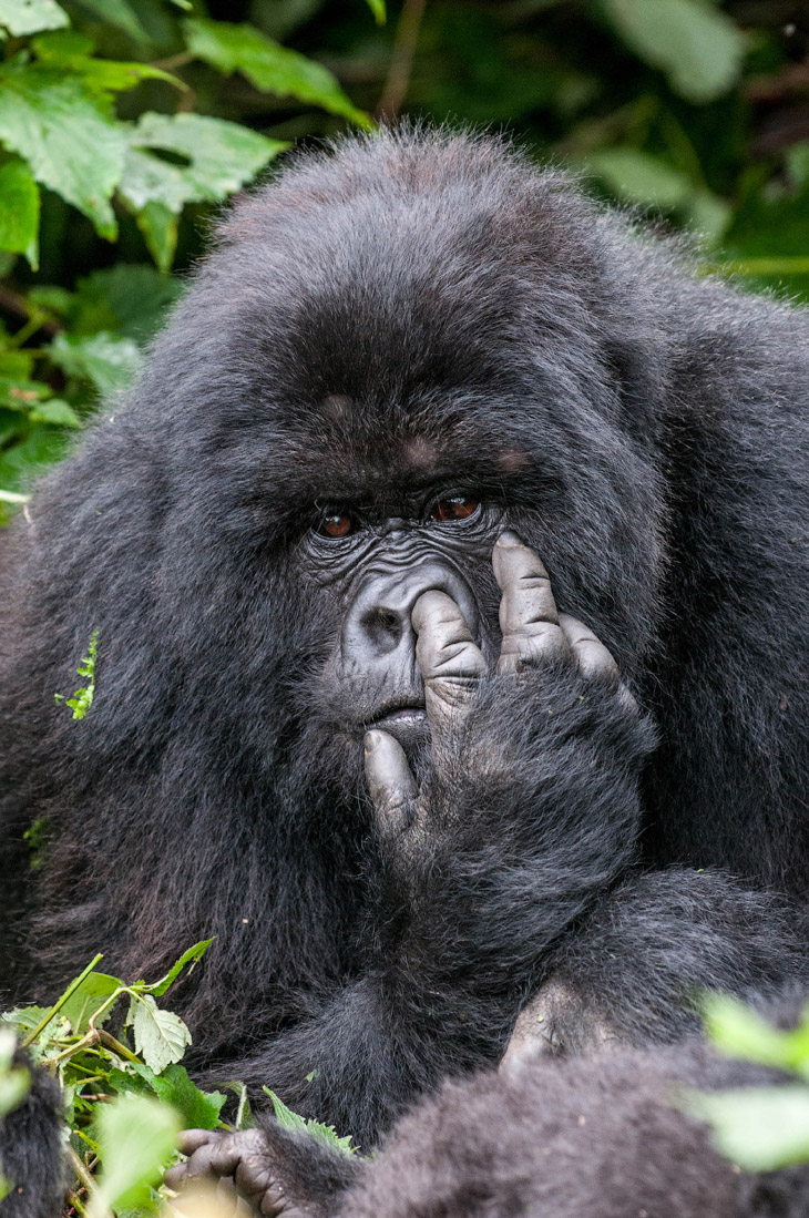 Необычный конкурс Comedy Wildlife Photography Awards 2015 Необычный конкурс Comedy Wildlife Photography Awards 2015
